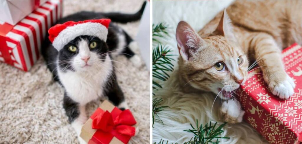 Christmas Present Ideas for Cats