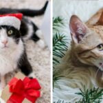 Christmas Present Ideas for Cats