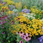 Best Flowers for Sunny Gardens