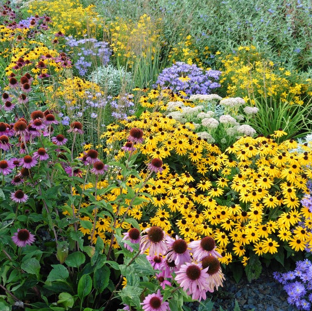 Best Flowers for Sunny Gardens