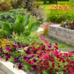 Best Plants for Raised Garden Beds