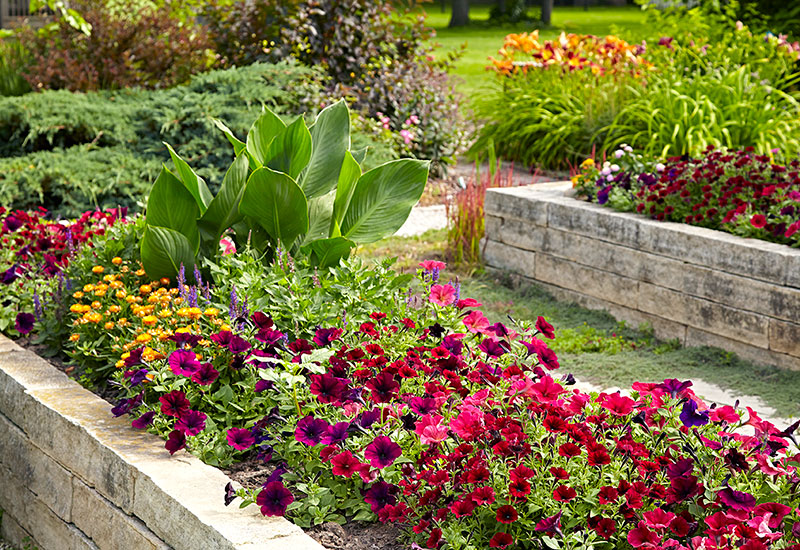 Best Plants for Raised Garden Beds