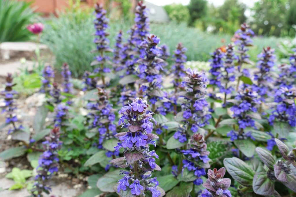 Best Plants for Shady Gardens