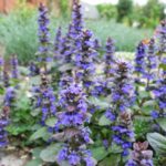 Best Plants for Shady Gardens