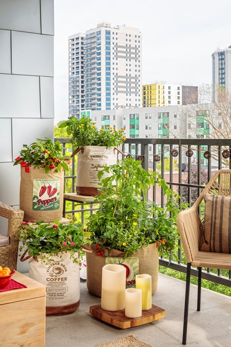 Best Plants for Small Balconies