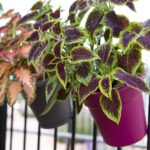 Best Plants for Sunny Balconies