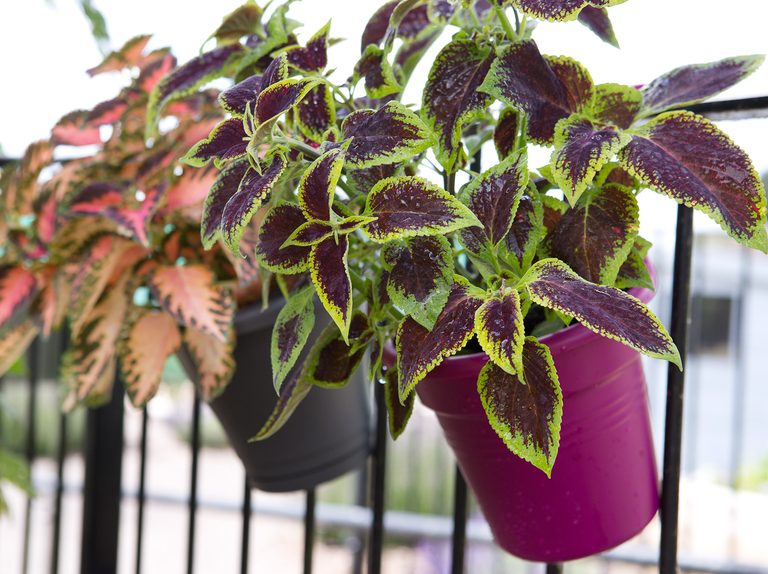 Best Plants for Sunny Balconies