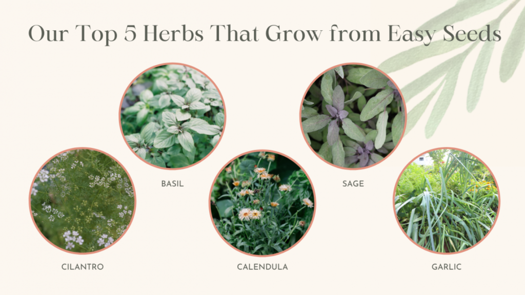 Easy-To-Grow Herbs for Beginners