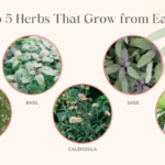 Easy-To-Grow Herbs for Beginners