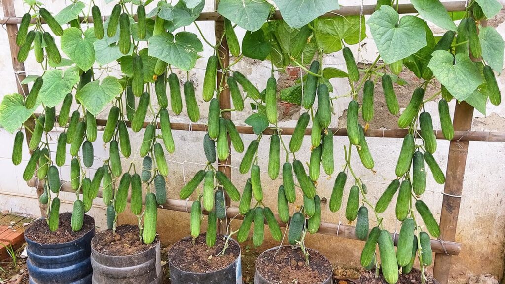 How to Grow Cucumbers Vertically