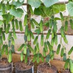 How to Grow Cucumbers Vertically