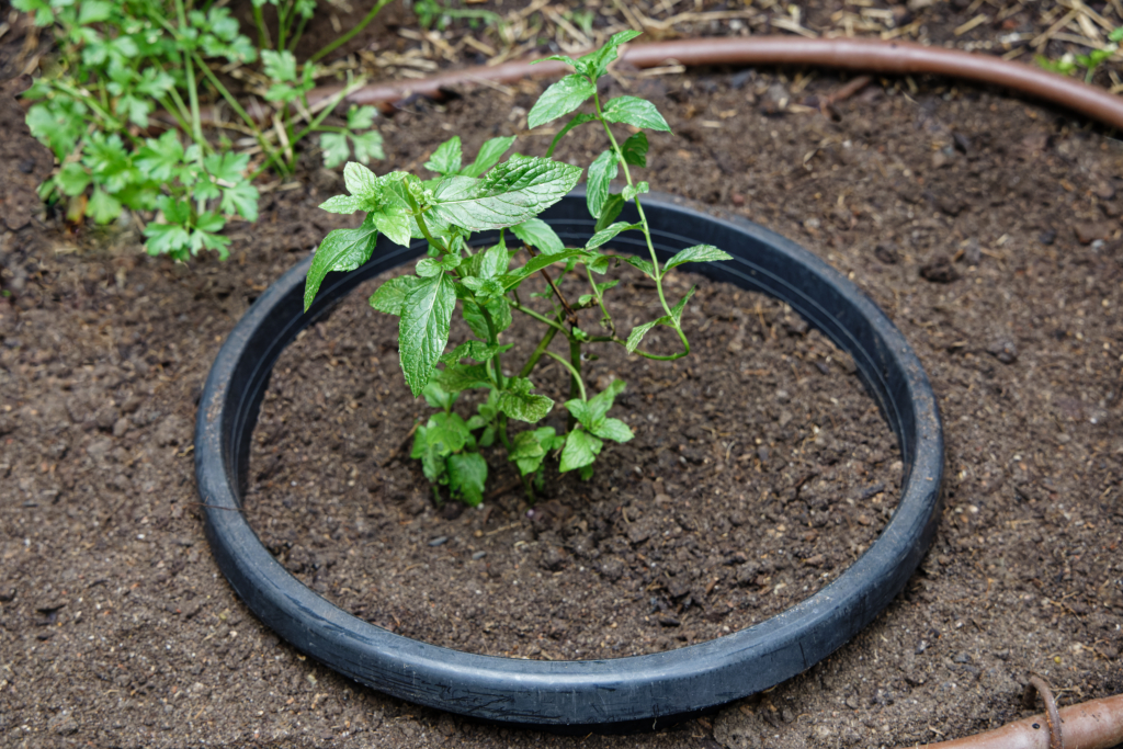 How to Grow Mint Without It Spreading