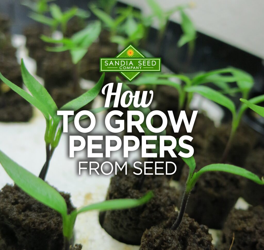 How to Grow Peppers from Seeds