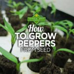 How to Grow Peppers from Seeds