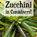 How to Grow Zucchini in Containers