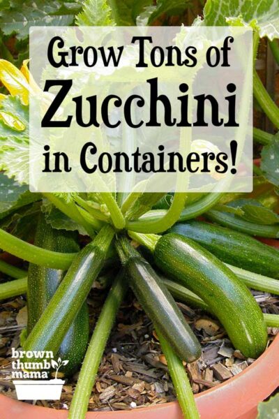 How to Grow Zucchini in Containers