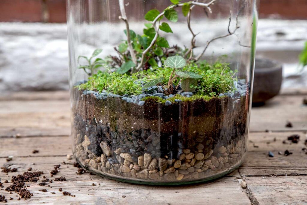 How to Make a Terrarium