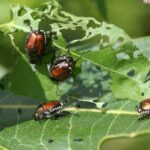 Natural Ways to Repel Garden Pests