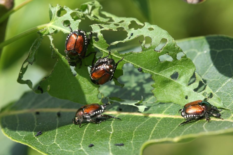 Natural Ways to Repel Garden Pests