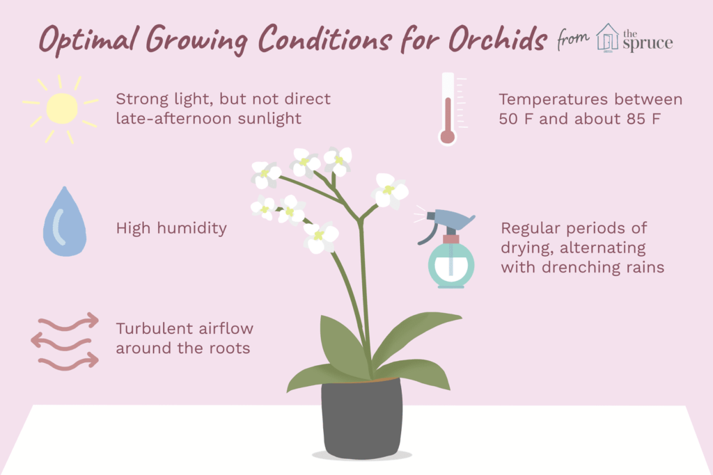 Tips for Growing Orchids Indoors