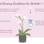 Tips for Growing Orchids Indoors