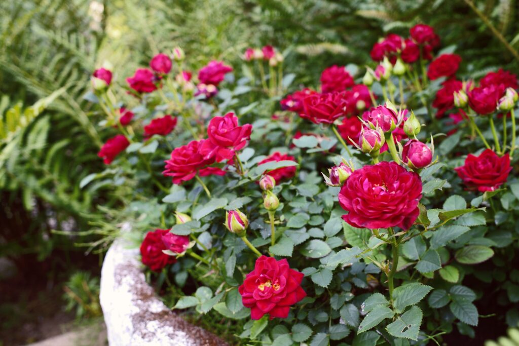 Tips for Growing Roses in Pots