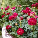 Tips for Growing Roses in Pots